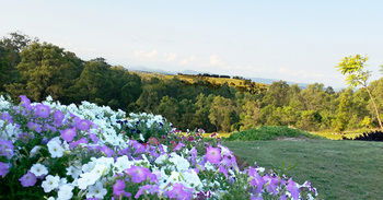 Wine Country Villas - Accommodation Noosa 27