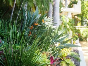 Mirra Chana - Accommodation Noosa 11