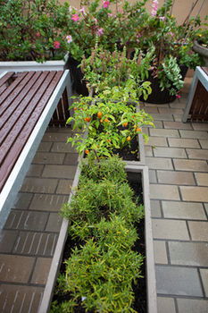 Eva's Backpackers - Accommodation Noosa 39