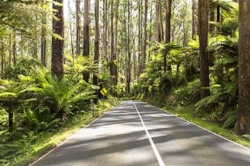 Vibe Hotel Marysville - Accommodation Noosa 19