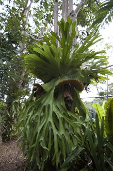 Clouds Of Montville - Accommodation Noosa 5