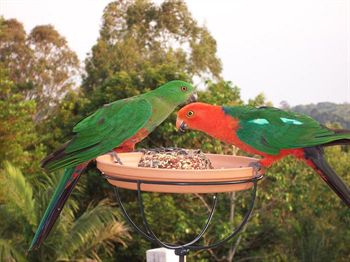 The Falls Montville - Accommodation Noosa 4