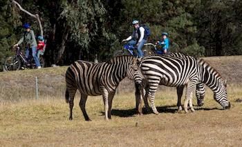 Zoofari Lodge, Taronga Western Plains Zoo - Accommodation Noosa 8
