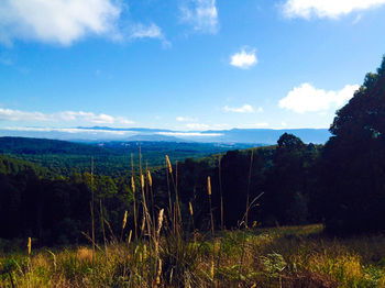 Gracehill - Accommodation Noosa 36