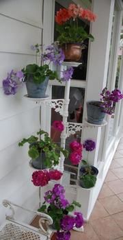 A Winter-rose Cottage B&B - Accommodation Noosa 5