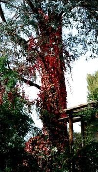 A Winter-rose Cottage B&B - Accommodation Noosa 7