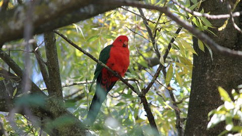 Gentle Annie Caravan And Camping Reserve - Accommodation Noosa 2