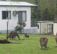 Halls Gap Caravan Park - Accommodation Noosa