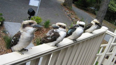 Around About Lorne Studios Or B&B - Accommodation Noosa 2