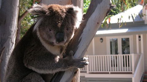Around About Lorne Studios Or B&B - Accommodation Noosa 1