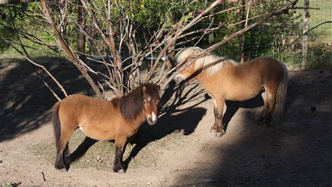 Cloud End Farmstay - Accommodation Noosa 0