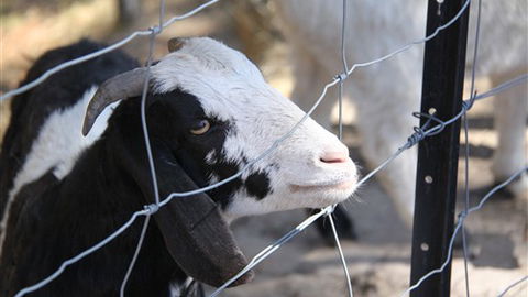 Cloud End Farmstay - Accommodation Noosa 3