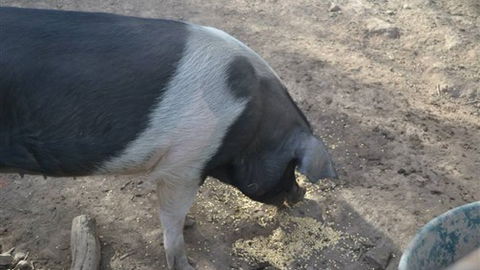 Cloud End Farmstay - Accommodation Noosa 4