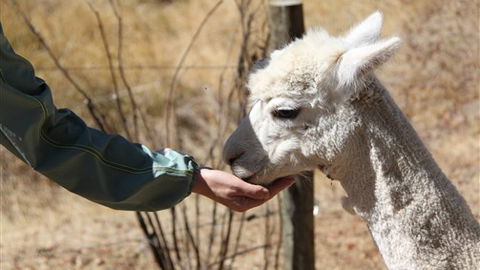 Cloud End Farmstay - Accommodation Noosa 6