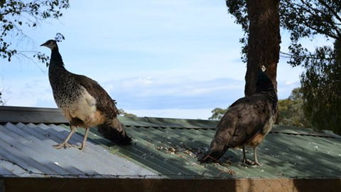 Cloud End Farmstay - Accommodation Noosa 5