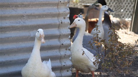 Cloud End Farmstay - Accommodation Noosa 8