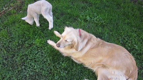 Bellevue Farmstay - Accommodation Noosa 2