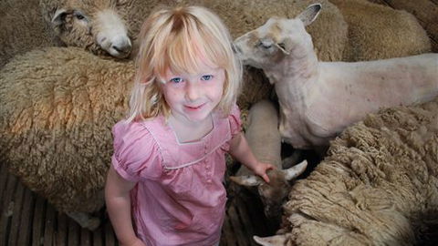 Bellevue Farmstay - Accommodation Noosa 4