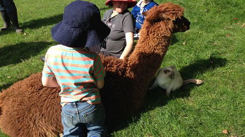 Bellevue Farmstay - Accommodation Noosa 5