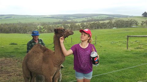 Bellevue Farmstay - Accommodation Noosa 8