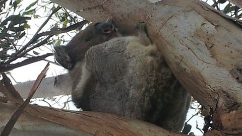 Bellevue Farmstay - Accommodation Noosa 7