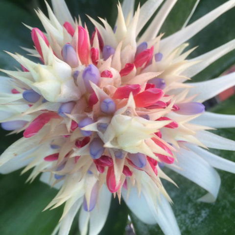 Bromeliad Bed And Breakfast - Accommodation Noosa 11