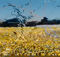 Wooleen Station - Accommodation Noosa