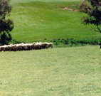 Gooromon Park Cottages - Accommodation Noosa