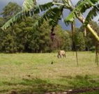 The Watertank Bed and Breakfast - Accommodation Noosa