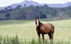 Marchioness Farmstay - thumb 1