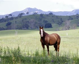 Marchioness Farmstay - Accommodation Noosa 1