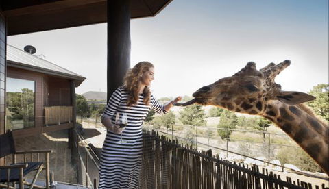 Jamala Wildlife Lodge - Accommodation Noosa 8