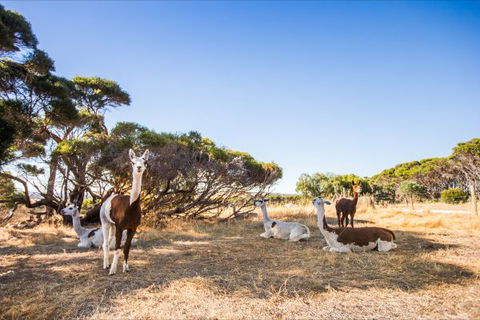 Kangaroo Island Health Retreat - Accommodation Noosa 8