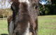 Kingbilli - thumb 8