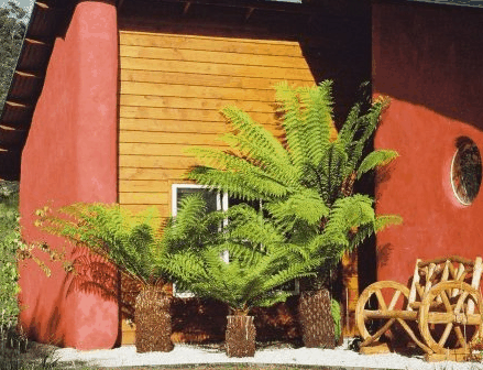 Whispering Spirit Cottage  Miniature Pony Stud - Accommodation Noosa