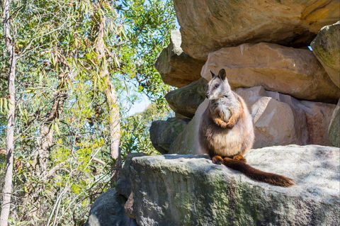 Waterfall Springs Retreat And Wildlife Sanctuary - Accommodation Noosa 9
