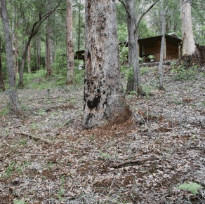 Pemberton  Forrest Cottages  - Accommodation Noosa 2