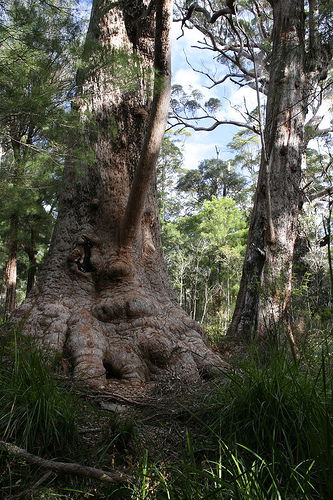 Valley Of The Giants Cottage - Accommodation Noosa 0