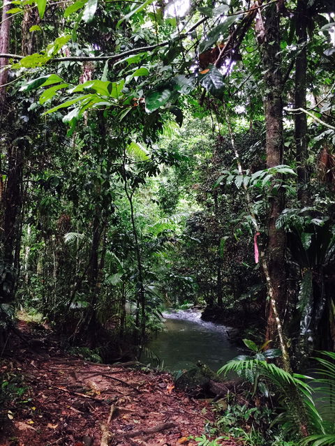 Daintree Wilderness Lodge - Accommodation Noosa 2