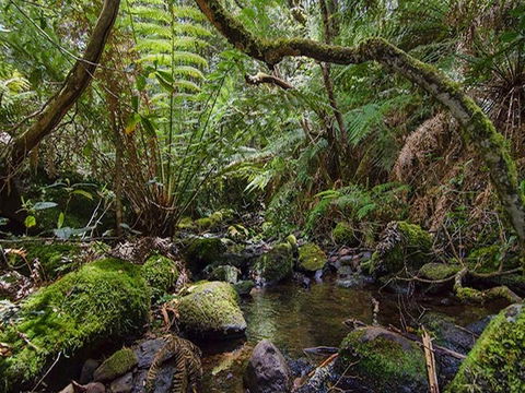 Wombat Creek Campground - Accommodation Noosa 2