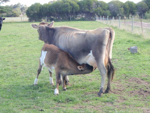 Animal Land Farm Stay - Accommodation Noosa 2