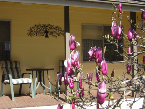 Figtree Cottage - Accommodation Noosa 1