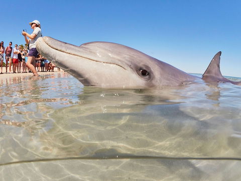 RAC Monkey Mia Dolphin Resort - Accommodation Noosa 2