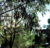 Mallacootas Shady Gully Caravan Park - Accommodation Noosa