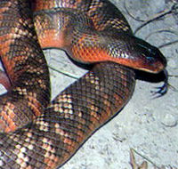 Armadale Reptile  Wildlife Centre - Accommodation Noosa