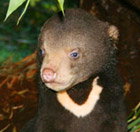 Perth Zoo - Accommodation Noosa 0