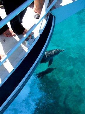 Pelican Charters - Accommodation Noosa 0