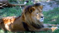 Mogo Zoo - Accommodation Noosa 1