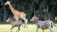 Mogo Zoo - Accommodation Noosa 2