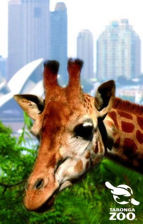 Taronga Zoo - Accommodation Noosa 3